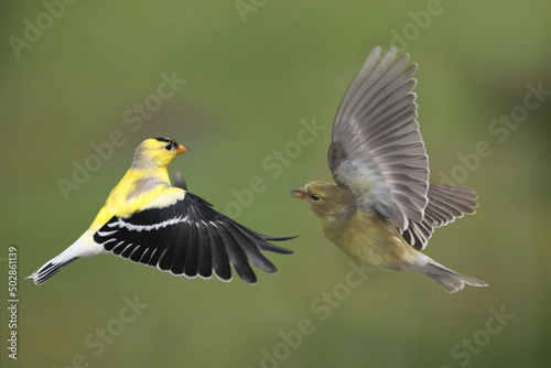 Male and Female goldfinches half way through molt on a spring day flapping and fighting over food and mates  © Janet