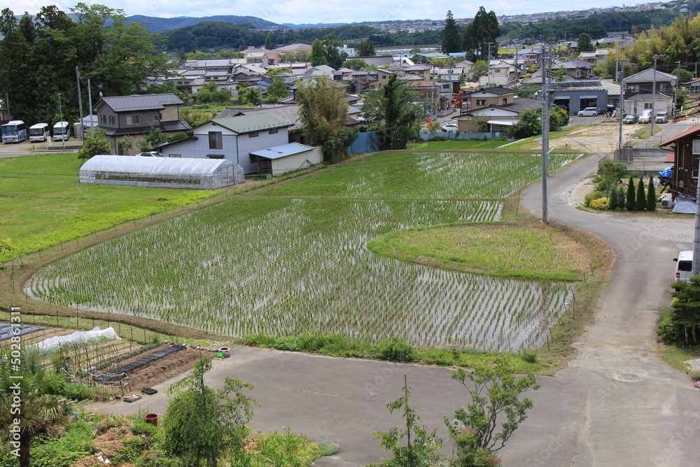 小規模な水田がある住宅地の風景 小規模な水田がある住宅地の風景