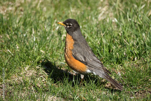 American Robin in grass on lawn pulling up worm breaking in sections and stuffing it into beak for young in nest