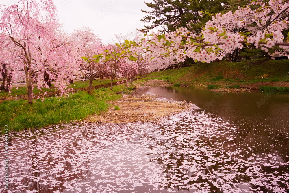 Pink Sakura or Cherry Blossom Tunnel and Moat at Hirosaki Castle in Aomori, Japan - 日本 青森 弘前城 お濠 桜のトンネル Pink Sakura or Cherry Blossom Tunnel and Moat at Hirosaki Castle in Aomori, Japan - 日本 青森 弘前城 お濠 桜のトンネル