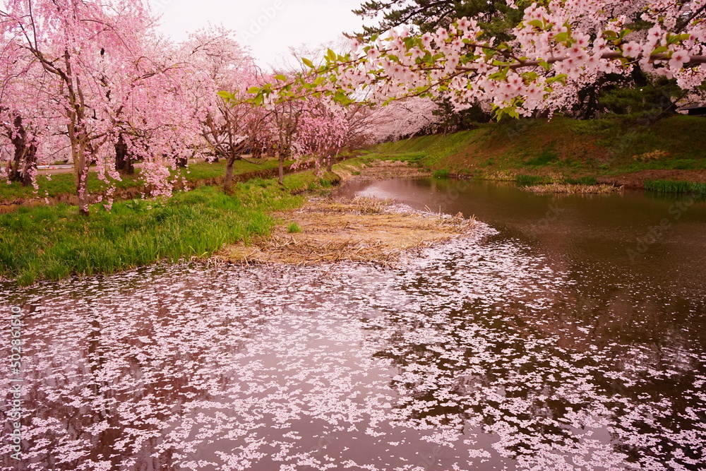 Pink Sakura or Cherry Blossom Tunnel and Moat at Hirosaki Castle in Aomori, Japan - 日本 青森 弘前城 お濠 桜のトンネル Pink Sakura or Cherry Blossom Tunnel and Moat at Hirosaki Castle in Aomori, Japan - 日本 青森 弘前城 お濠 桜のトンネル