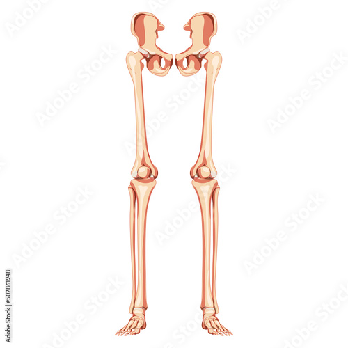 Lower limbs Human Pelvis with legs, Thighs Feet, ankles Skeleton front Anterior ventral view. Anatomically correct 3D realistic flat natural color Vector illustration of isolated on white background