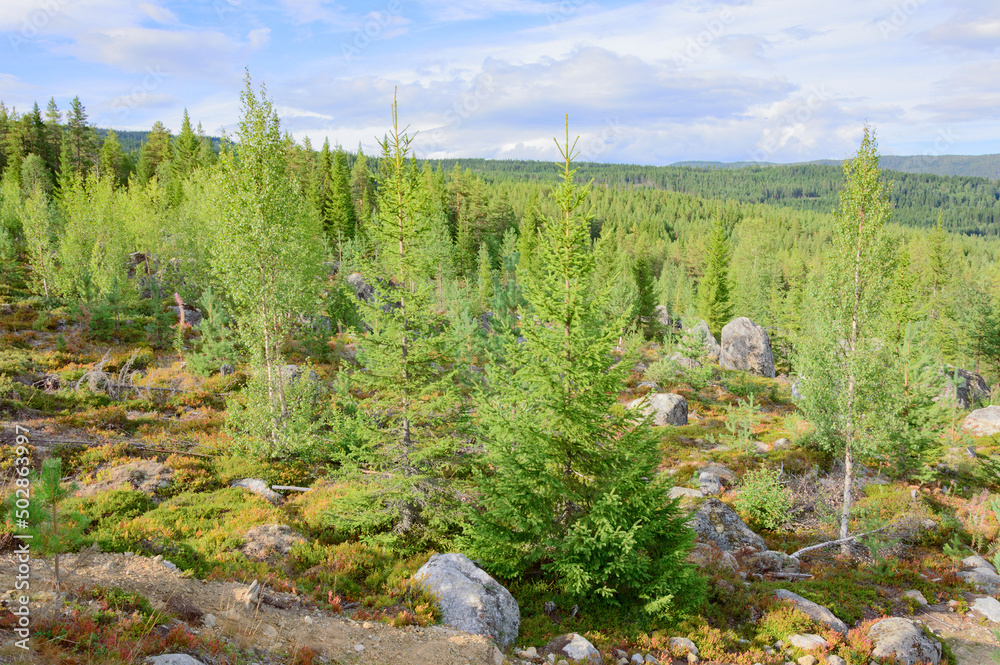 Obraz premium Norwegian sunny summer landscape. Young birch and spruce forest, mossy stones, blue sky with clouds