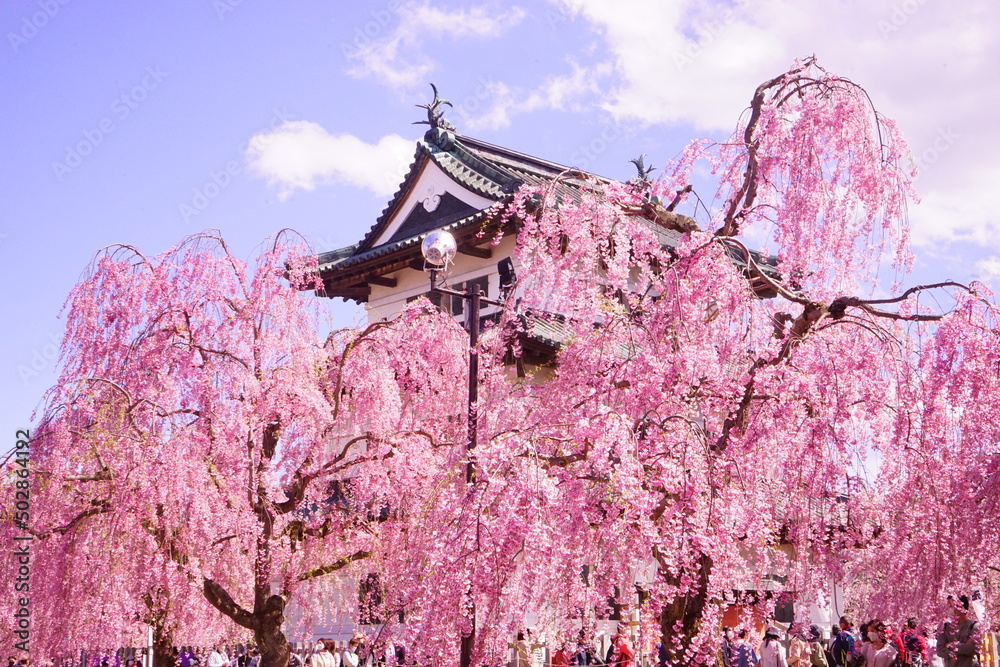 Hirosaki Castle surrounded by Pink Sakura or Cherry Blossom in Aomori, Japan - 日本 青森 弘前城 桜の花 Hirosaki Castle surrounded by Pink Sakura or Cherry Blossom in Aomori, Japan - 日本 青森 弘前城 桜の花