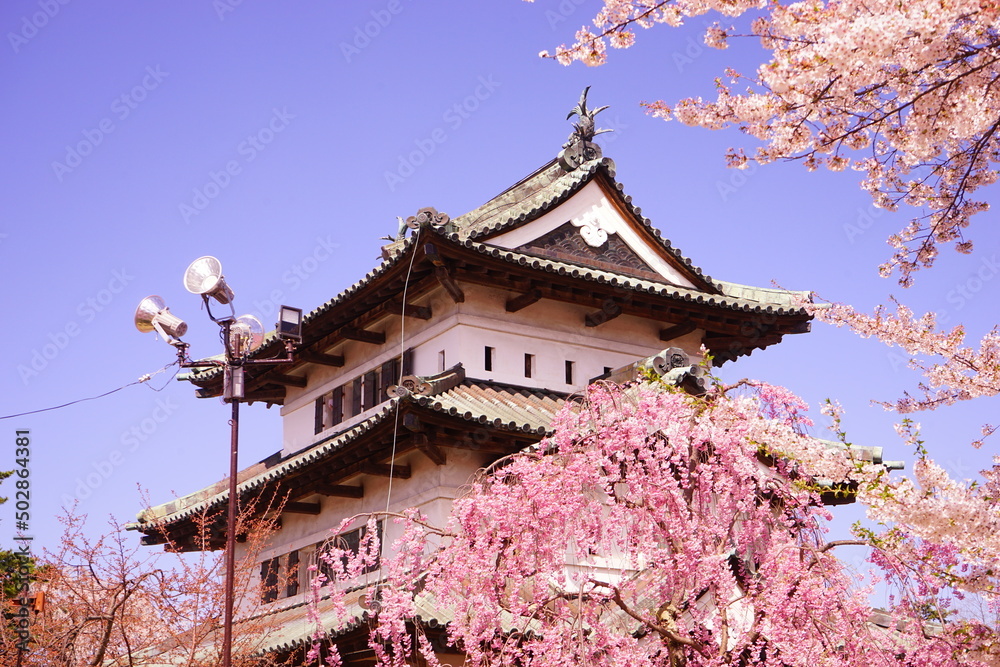 Hirosaki Castle surrounded by Pink Sakura or Cherry Blossom in Aomori, Japan - 日本 青森 弘前城 桜の花 Hirosaki Castle surrounded by Pink Sakura or Cherry Blossom in Aomori, Japan - 日本 青森 弘前城 桜の花