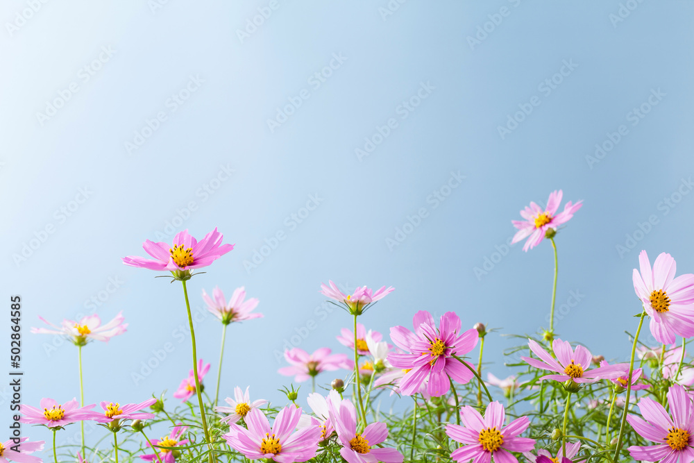 garden cosmos flowers on blue bakcground. garden cosmos flowers on blue bakcground.
