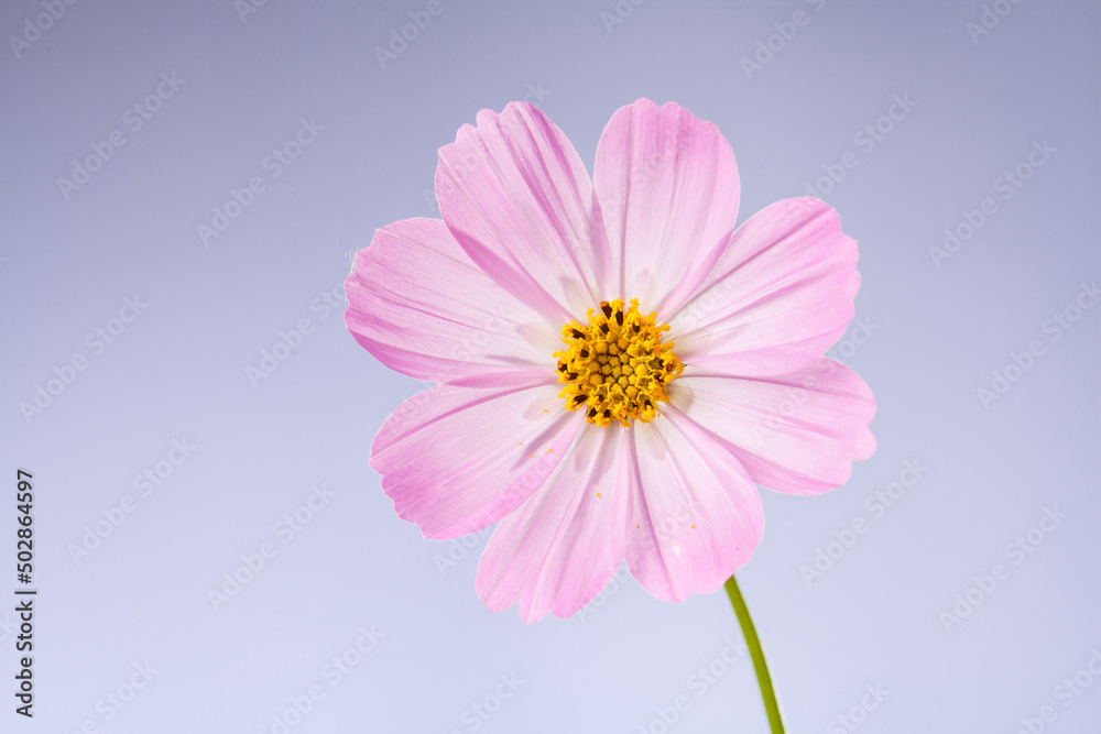 close up of a cosmos flower on blue bakcground.