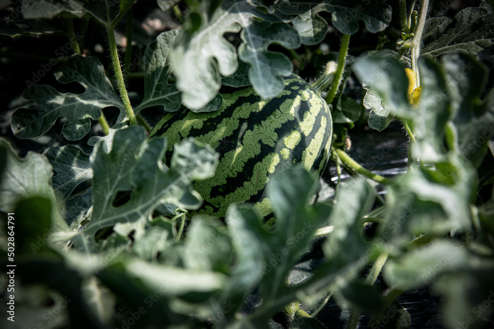 Fototapeta premium Fruits of a watermelon field in a greenhouse