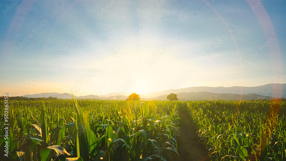 maize corn crops in agricultural plantation in the evening with sunset, cereal plant, animal feed agricultural industry, Beautiful landscape - obrazy, fototapety, plakaty 