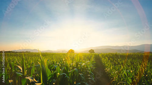 maize corn crops in agricultural plantation in the evening with sunset, cereal plant, animal feed agricultural industry, Beautiful landscape
