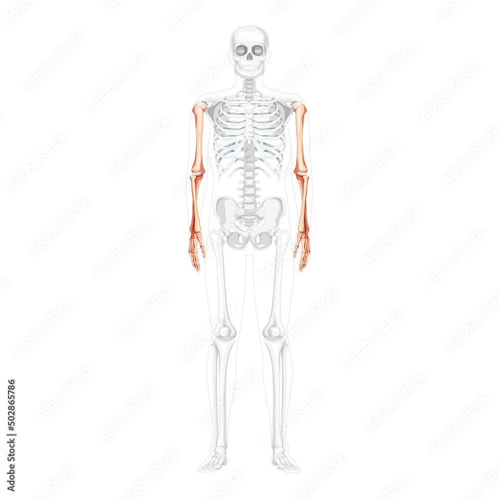 Skeleton Arms Human front Anterior ventral view with partly transparent bones position. Anatomically correct hands realistic flat natural color concept Vector illustration isolated on white background