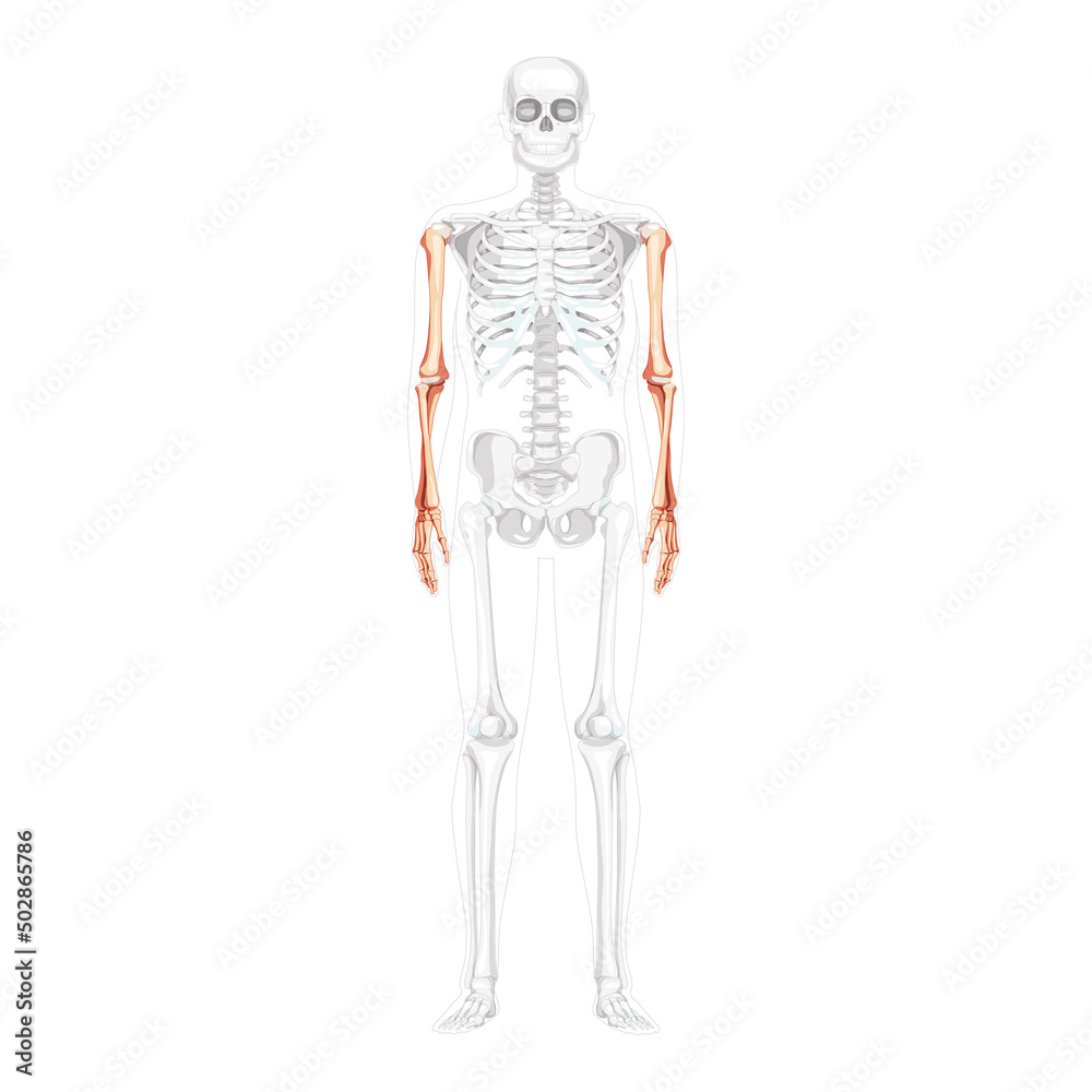 Skeleton Arms Human front Anterior ventral view with partly transparent bones position. Anatomically correct hands realistic flat natural color concept Vector illustration isolated on white background Skeleton Arms Human front Anterior ventral view with partly transparent bones position. Anatomically correct hands realistic flat natural color concept Vector illustration isolated on white background