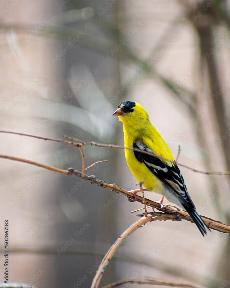 American Goldfinch sitting on branch at springtime American Goldfinch sitting on branch at springtime