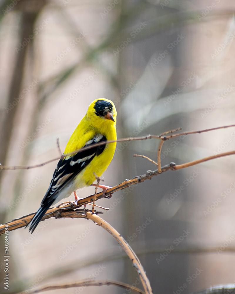Fototapeta premium American Goldfinch sitting on branch at springtime