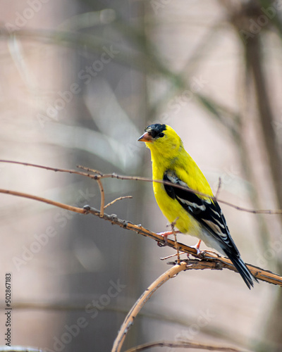 American Goldfinch sitting on branch at springtime