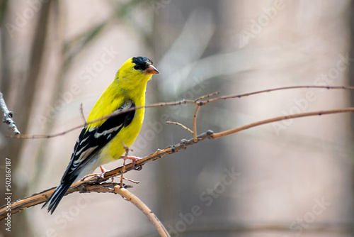 American Goldfinch sitting on branch at springtime