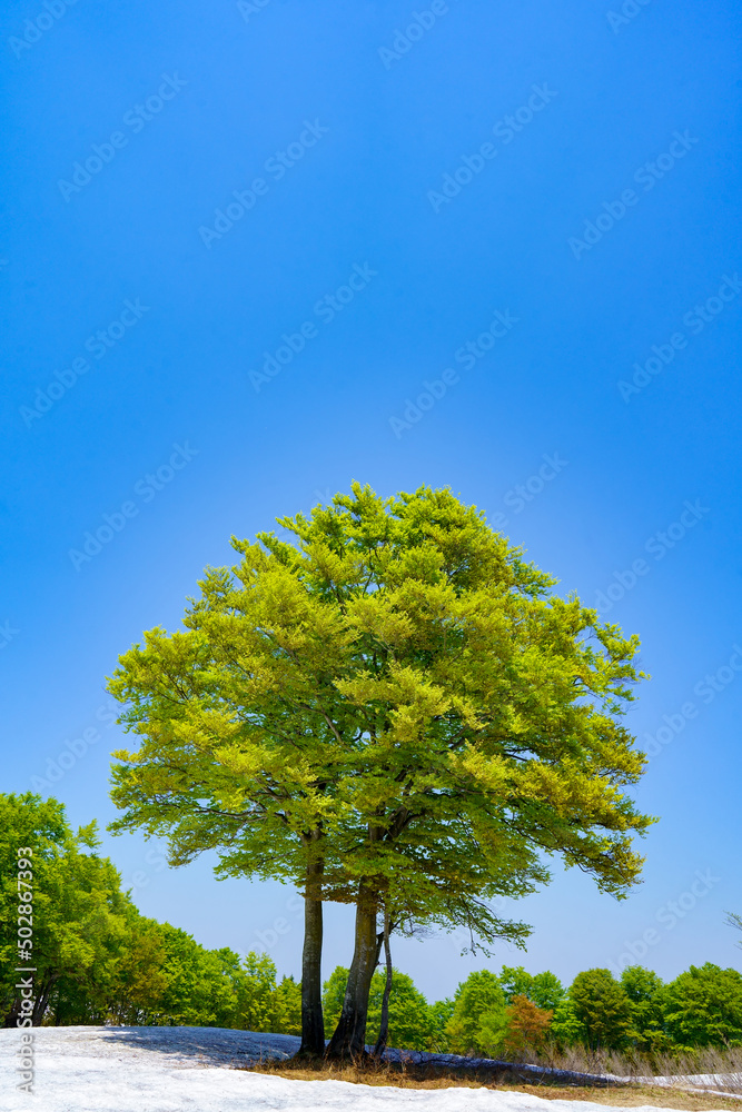 Obraz premium 雪の上まるで1本の木のように寄り添う木々