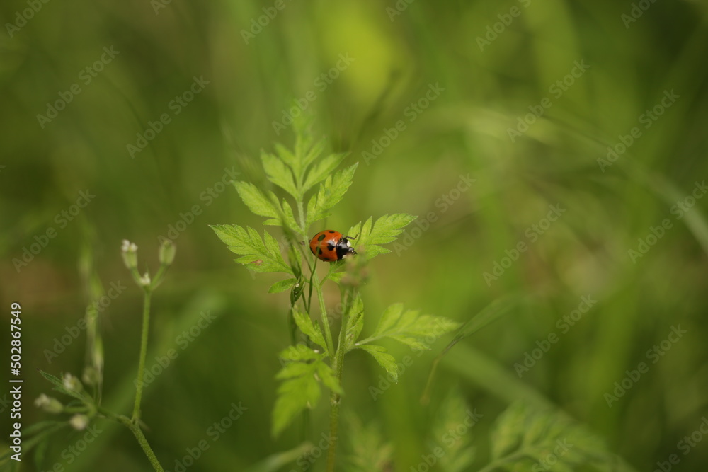 ladybug on grass ladybug on grass