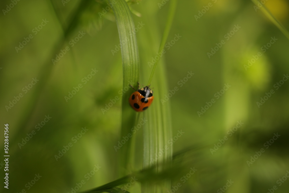 ladybug on leaf ladybug on leaf