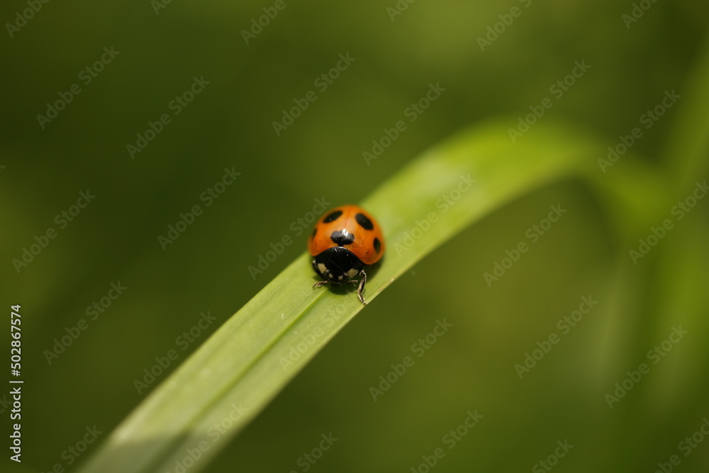 ladybug on leaf