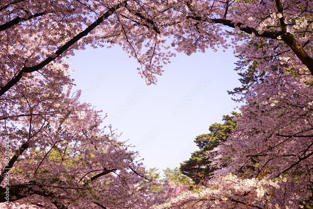 Heart Shaped Sky surrounded by Pink Sakura or Cherry Blossom Hirosaki Castle in Aomori, Japan - 日本 青森県 弘前公園 桜のハート Heart Shaped Sky surrounded by Pink Sakura or Cherry Blossom Hirosaki Castle in Aomori, Japan - 日本 青森県 弘前公園 桜のハート