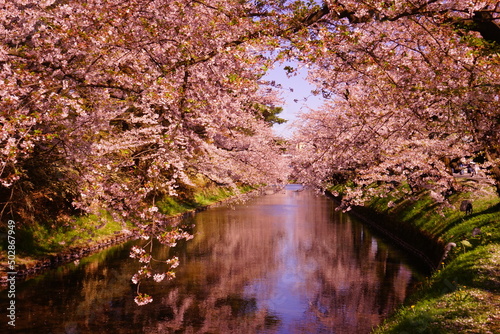 Pink Sakura or Cherry Blossom Flower Raft and Moat of Hirosaki Castle in Aomori, Japan - 日本 青森 弘前城 外濠 桜 花いかだ 