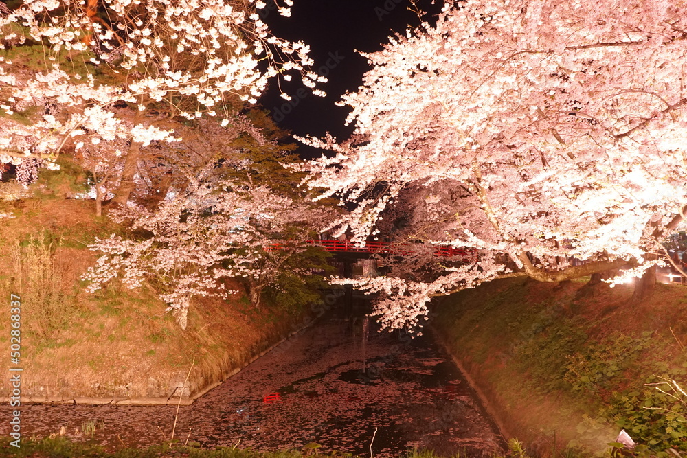 Night View of Pink Sakura or Cherry Blossom and Gejo-bashi Bridge of Hirosaki Castle in Aomori, Japan - 日本 青森 弘前城 桜 下乗橋 夜景