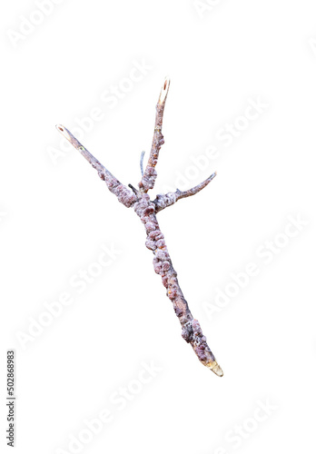 Tropical lac on rain tree branch or tachardia lacca Kerr isolated on white background , clipping path