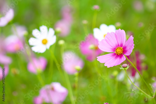 Close up fresh cosmos bipinnatus blossom with water drops blooming in the morning garden natural background