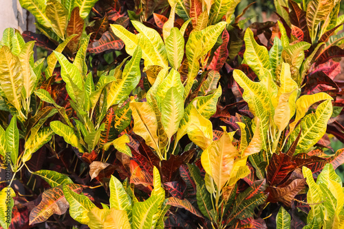 Colorful codiaeum variegatium blume  (variegated laurel, garden croton) natural leaf background photo