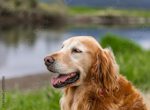 Smiling Face Cute Lovely Adorable Golden Retriever Dog in Fresh Green Grass Lawn in the Park