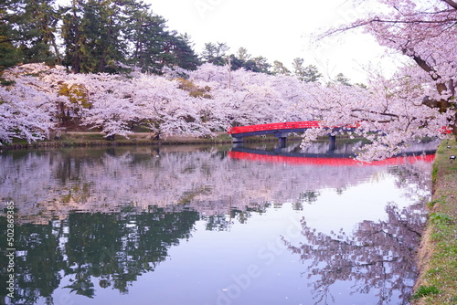 Pink Sakura, Cherry Blossoms blooming at Moat of Hirosaki Castle in Aomori, Japan - 日本 青森 弘前城 西濠 春陽橋 桜の花 photo