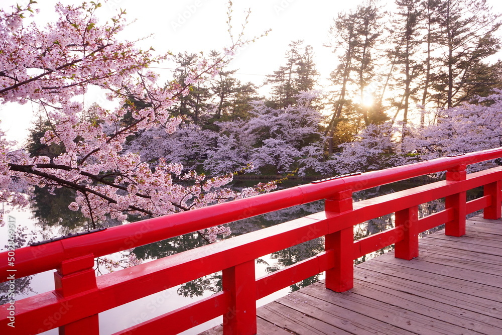 Pink Sakura, Cherry Blossoms blooming at Moat of Hirosaki Castle in Aomori, Japan - 日本 青森 弘前城 西濠 春陽橋 桜の花 Pink Sakura, Cherry Blossoms blooming at Moat of Hirosaki Castle in Aomori, Japan - 日本 青森 弘前城 西濠 春陽橋 桜の花