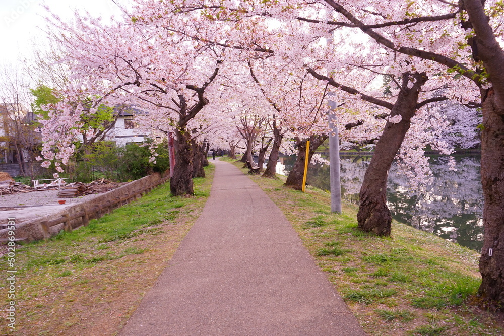 Pink Sakura or Cherry Blossom Tunnel at Hirosaki Castle in Aomori, Japan - 日本 青森 弘前城 桜のトンネル Pink Sakura or Cherry Blossom Tunnel at Hirosaki Castle in Aomori, Japan - 日本 青森 弘前城 桜のトンネル