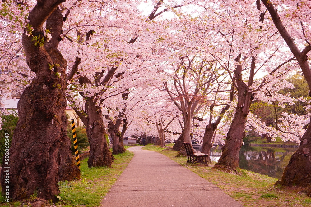 Pink Sakura or Cherry Blossom Tunnel at Hirosaki Castle in Aomori, Japan - 日本 青森 弘前城 桜のトンネル Pink Sakura or Cherry Blossom Tunnel at Hirosaki Castle in Aomori, Japan - 日本 青森 弘前城 桜のトンネル