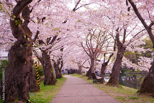 Pink Sakura or Cherry Blossom Tunnel at Hirosaki Castle in Aomori, Japan - 日本 青森 弘前城 桜のトンネル