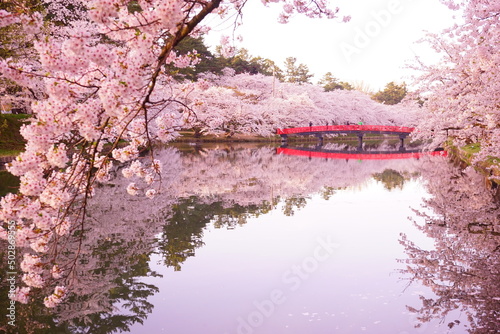 Pink Sakura, Cherry Blossoms blooming at Moat of Hirosaki Castle in Aomori, Japan - 日本 青森 弘前城 西濠 春陽橋 桜の花
