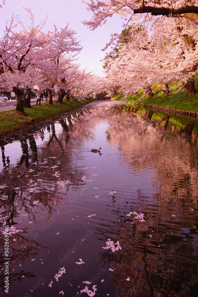 Line of Pink Sakura or Cherry Blossom Flower Tree and Moat of Hirosaki Castle in Aomori, Japan - 日本 青森 弘前城 北濠 桜 並木道 Line of Pink Sakura or Cherry Blossom Flower Tree and Moat of Hirosaki Castle in Aomori, Japan - 日本 青森 弘前城 北濠 桜 並木道