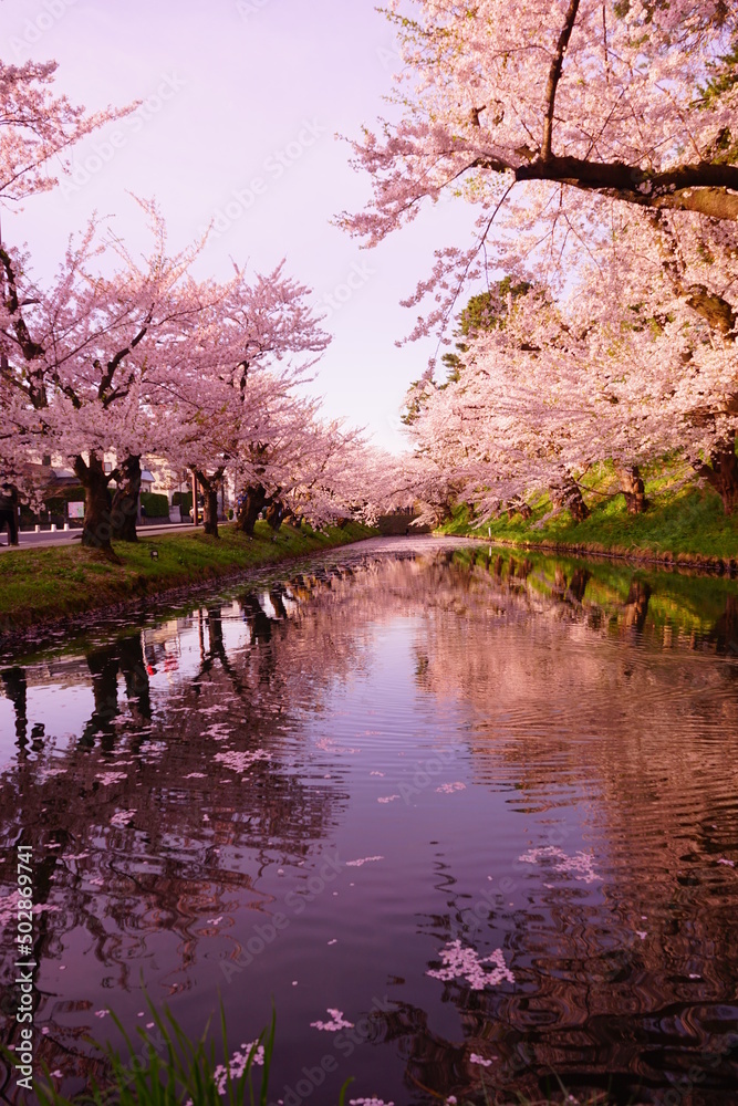 Line of Pink Sakura or Cherry Blossom Flower Tree and Moat of Hirosaki Castle in Aomori, Japan - 日本 青森 弘前城 北濠 桜 並木道 Line of Pink Sakura or Cherry Blossom Flower Tree and Moat of Hirosaki Castle in Aomori, Japan - 日本 青森 弘前城 北濠 桜 並木道