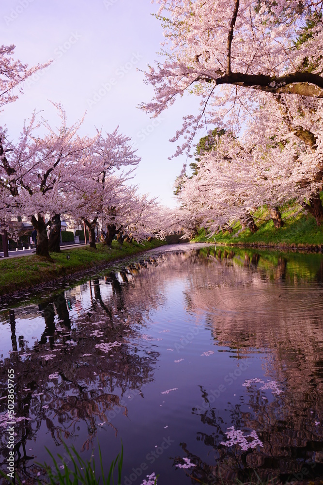 Line of Pink Sakura or Cherry Blossom Flower Tree and Moat of Hirosaki Castle in Aomori, Japan - 日本 青森 弘前城 北濠 桜 並木道 Line of Pink Sakura or Cherry Blossom Flower Tree and Moat of Hirosaki Castle in Aomori, Japan - 日本 青森 弘前城 北濠 桜 並木道