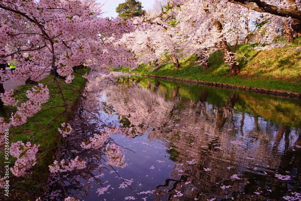 Line of Pink Sakura or Cherry Blossom Flower Tree and Moat of Hirosaki Castle in Aomori, Japan - 日本 青森 弘前城 北濠 桜 並木道