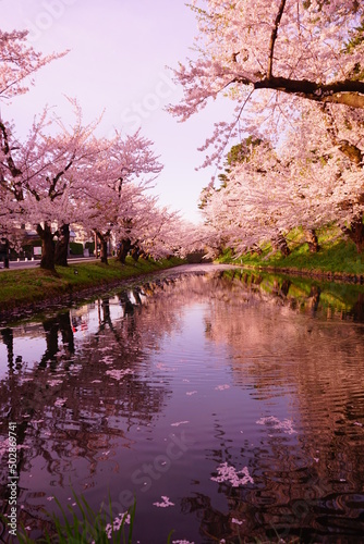 Line of Pink Sakura or Cherry Blossom Flower Tree and Moat of Hirosaki Castle in Aomori, Japan - 日本 青森 弘前城 北濠 桜 並木道