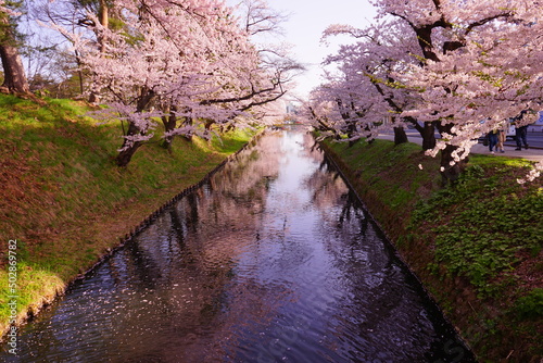 Line of Pink Sakura or Cherry Blossom Flower Tree and Moat of Hirosaki Castle in Aomori, Japan - 日本 青森 弘前城 北濠 桜 並木道 photo