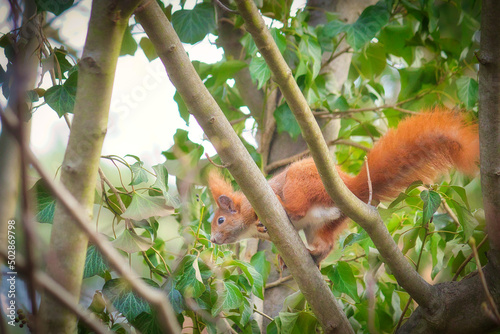 Squirrel in the Park - Eichhörnchen - Animal - Cute - Wildlife - Nature - Concept - Background