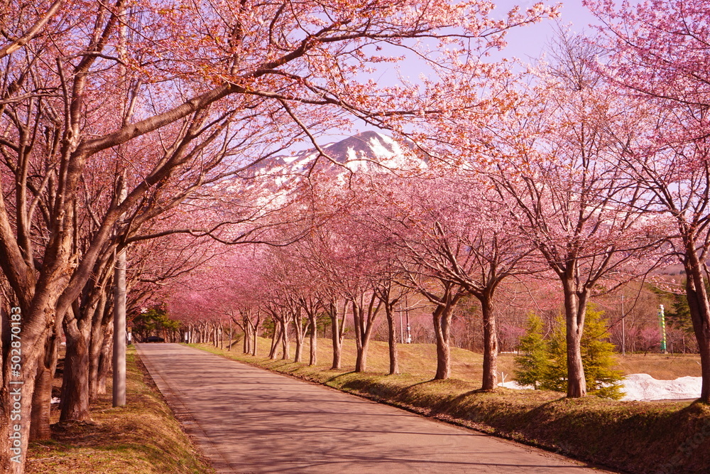 日本 青森県 弘前 岩木山 山桜