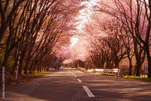 Path surrounded by Pink Sakura or Cherry Blossom Flower in Hirosaki  Aomori  Japan -                                            