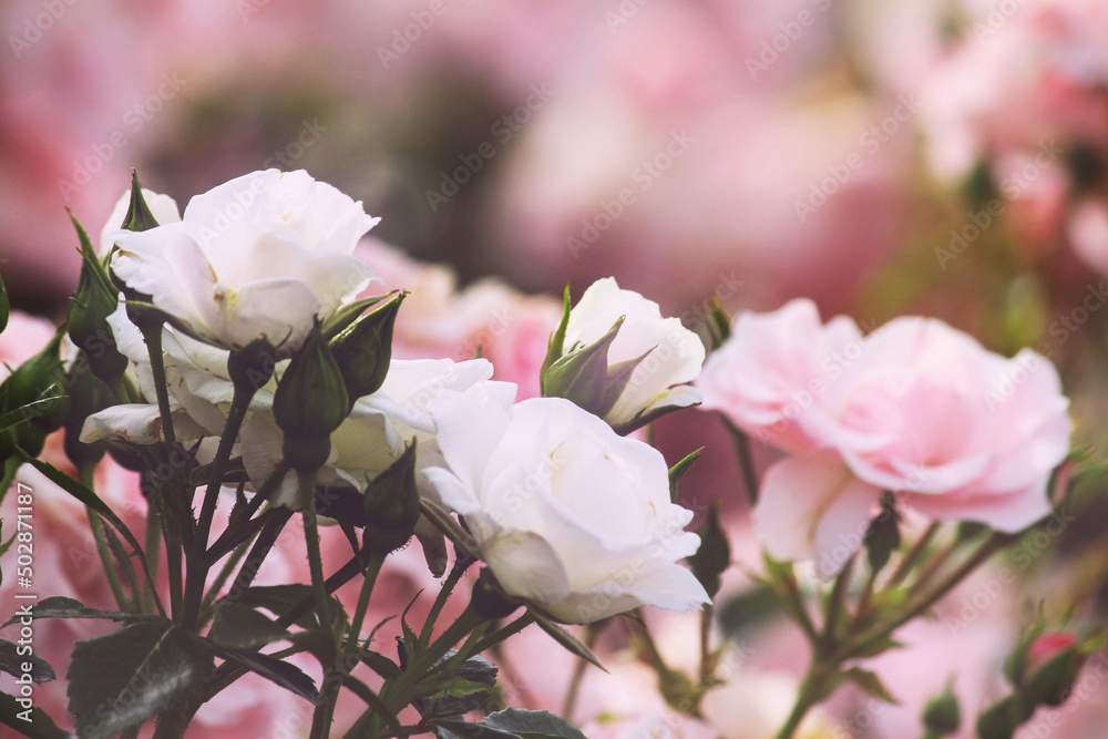 Fototapeta premium pink flowers