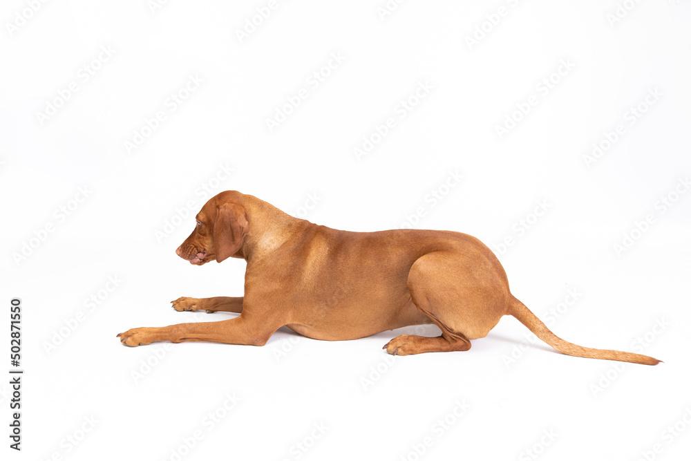 A Hungarian gelding lies down and licks. Dog isolated from white background.