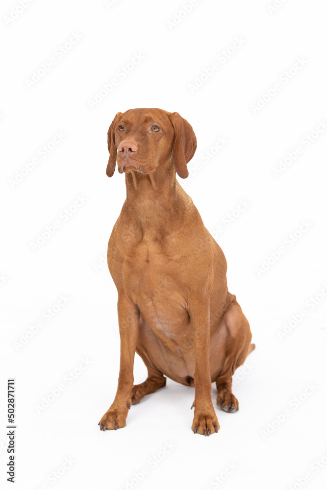 Hungarian stallion sits with closed muzzle on white background. Hunting dog.