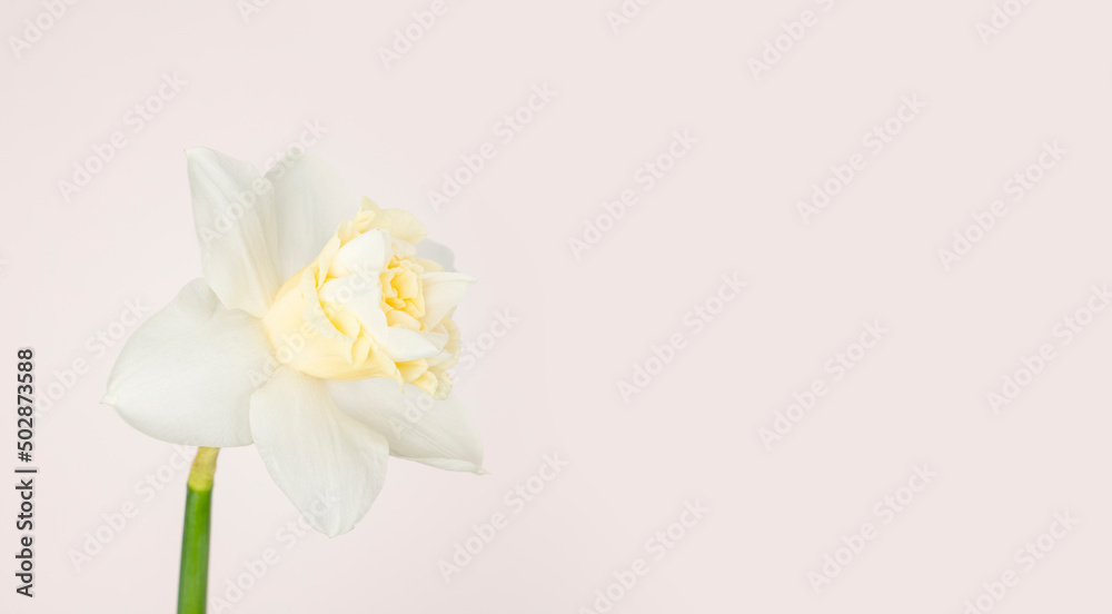 Fresh daffodil bloom on blush background